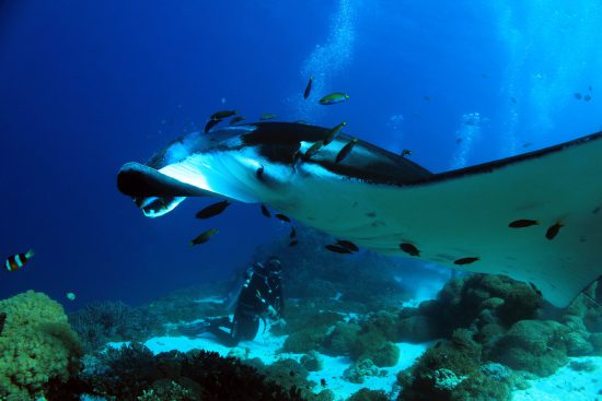 Giant Manta Ray With Diver Below