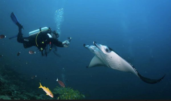 Diver Taking Photo of a Giant Manta Ray