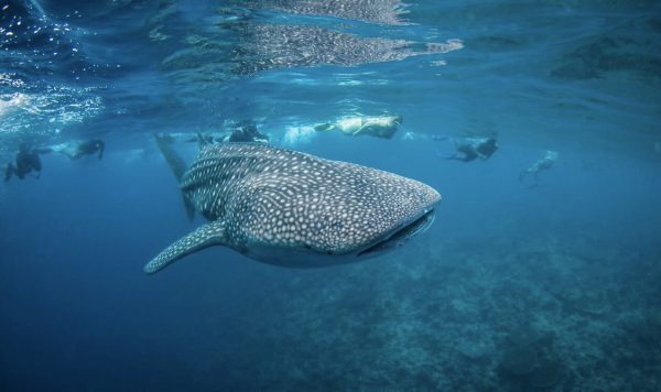 Snorkelling With A Whale Shark